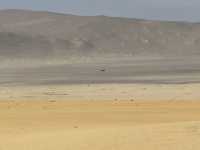 Paracas 'mini Galapagos' and National Reserve trip