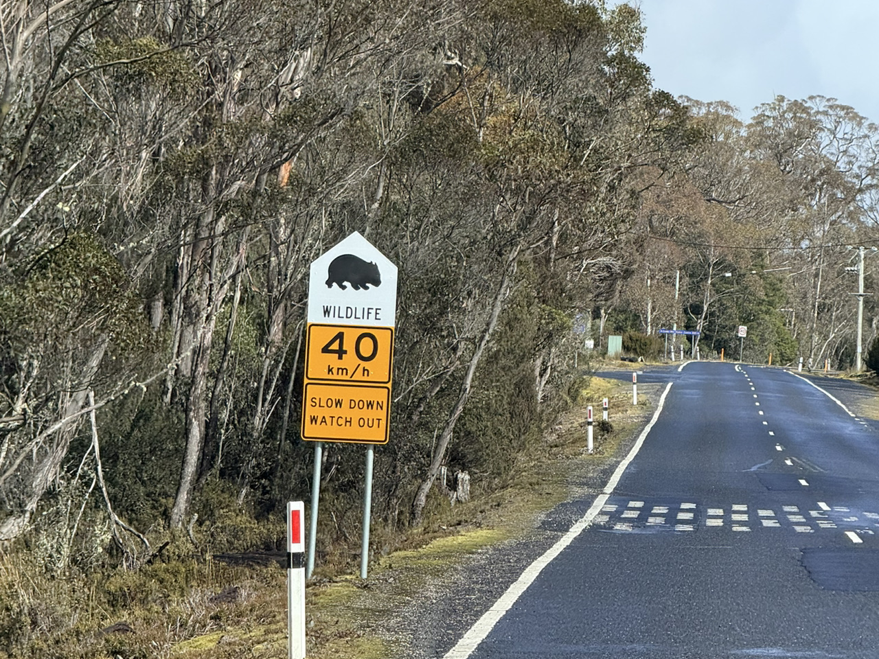 TASMANIAN- Cradle Mountain 