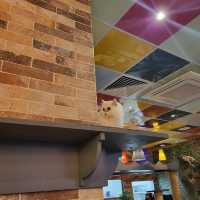 英國人氣貓Cafe~ Kitty Cafe
