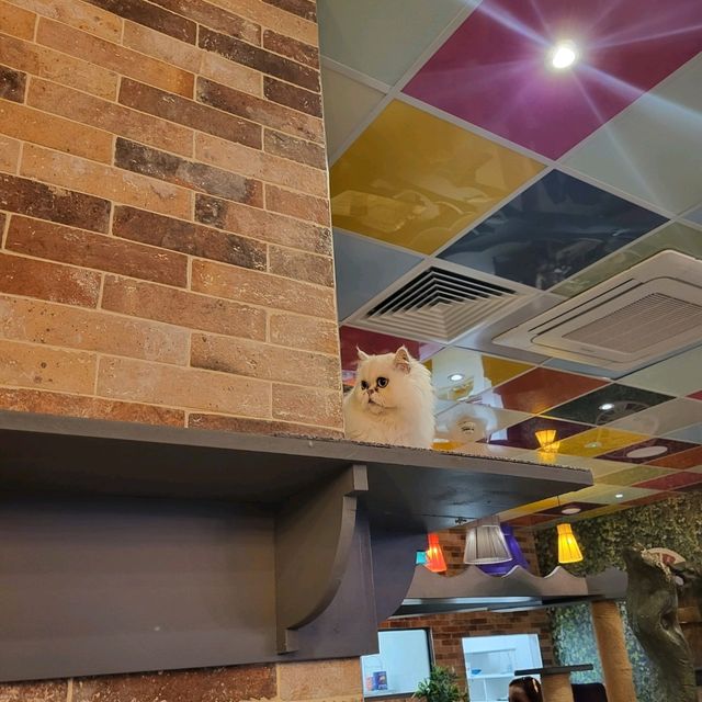 英國人氣貓Cafe~ Kitty Cafe