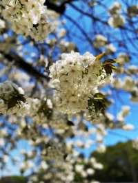 東京《都立砧公園》🌸激罕🌸超大櫻花樹🌸