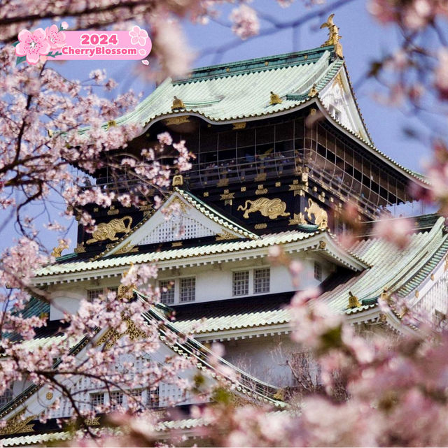 🌸 Cherry blossom in Osaka castle 🌸