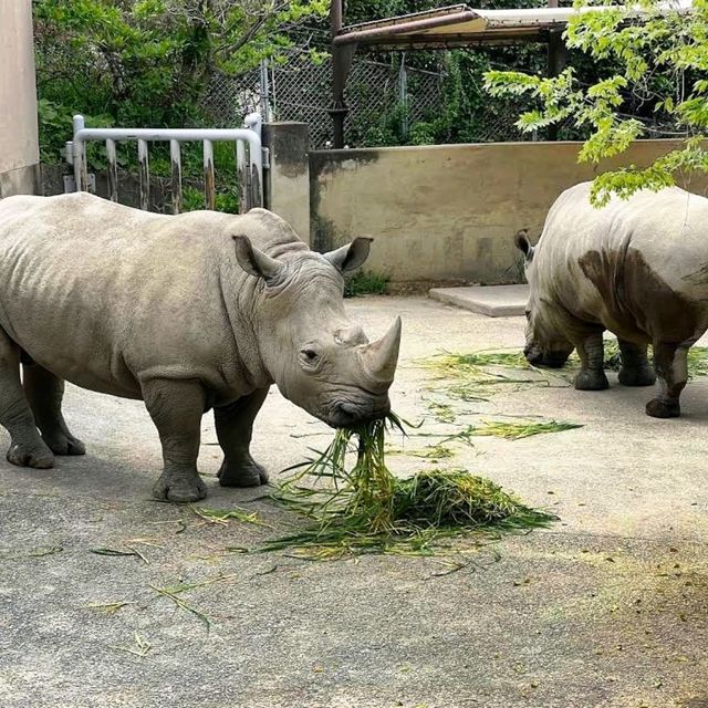 🐯福岡市動植物園🦁福岡最具代表性的動物園✨️