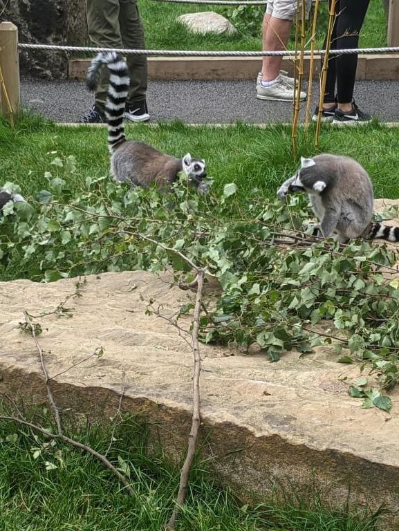 Ponderosa Zoo 🇬🇧