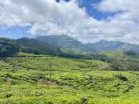 Enchanting Blooms of Kurinji Garden