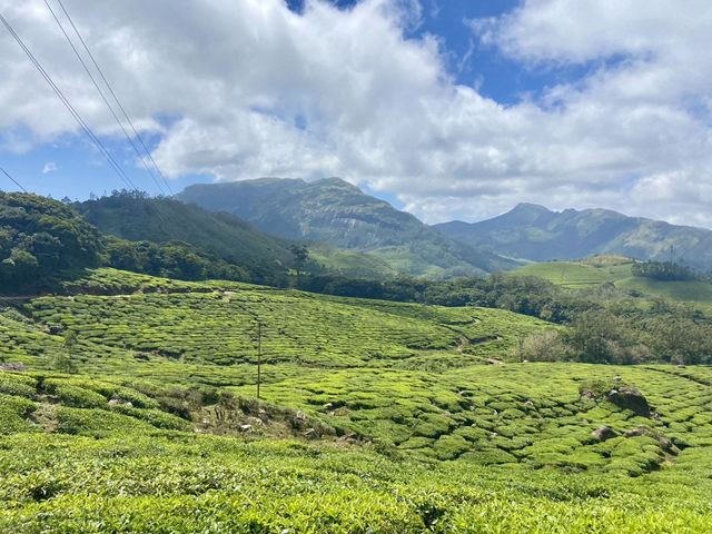 Enchanting Blooms of Kurinji Garden