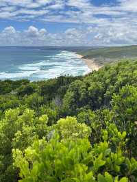 🌊🚗 The Ultimate Great Ocean Road Adventure: Wildlife & Iconic Views 🦘🐨