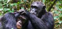 WHAT TO EXPECT WHEN YOU VISIT UGANDA