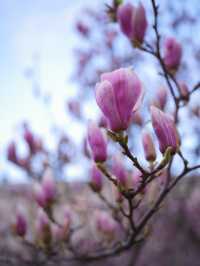 Best time to catch spring blossom in Vienna 