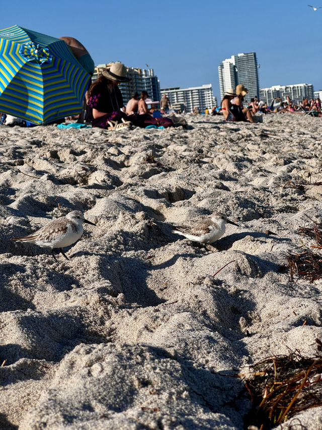 Miami full-day tour guide 🇺🇸