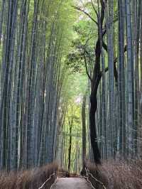 A Walk Through Arashiyama Forest
