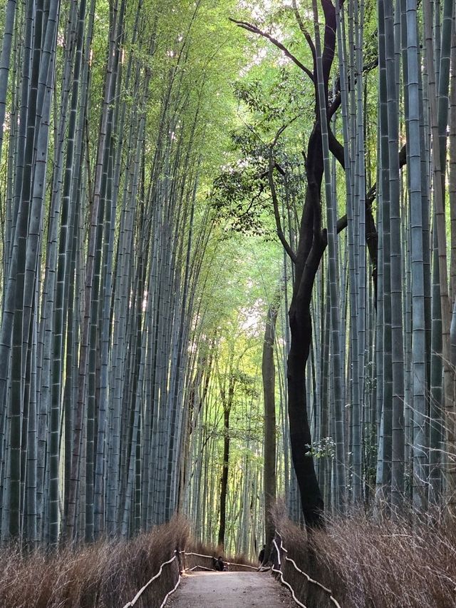 A Walk Through Arashiyama Forest