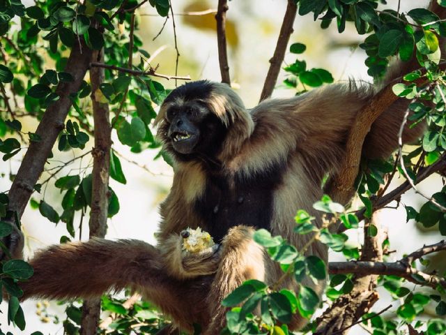 A Wild Day Out: Visiting Chiang Mai Zoo in Northern Thailand