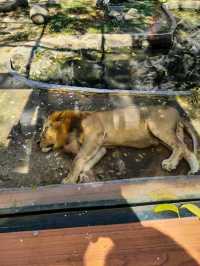 🦁 Urban Wildlife Escape – Manila Zoo, Philippines