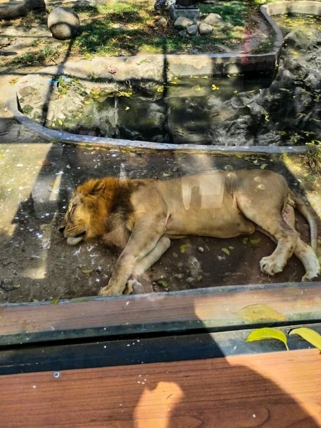 🦁 Urban Wildlife Escape – Manila Zoo, Philippines