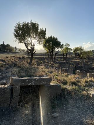 阿爾及利亞之旅：參觀米蒂卡爾傑米拉遺址！