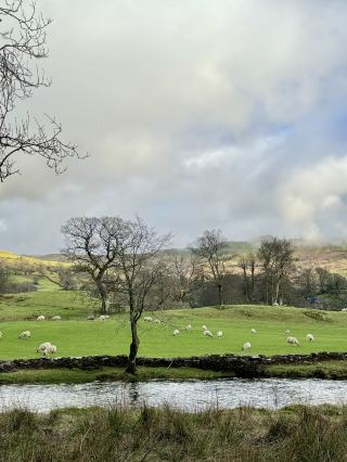 Alpaca Dreams Here✨