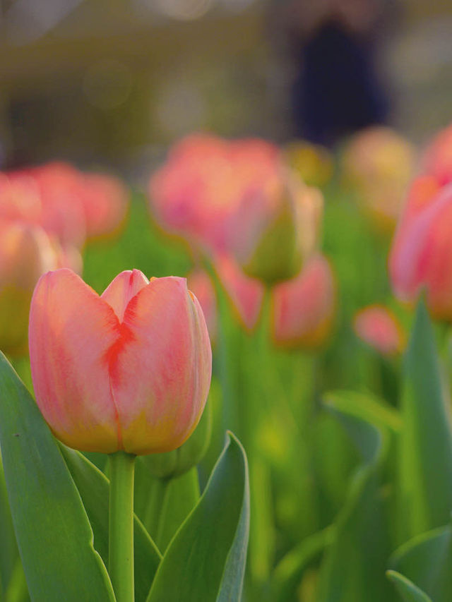 🌷Blooming tulips brighten up 