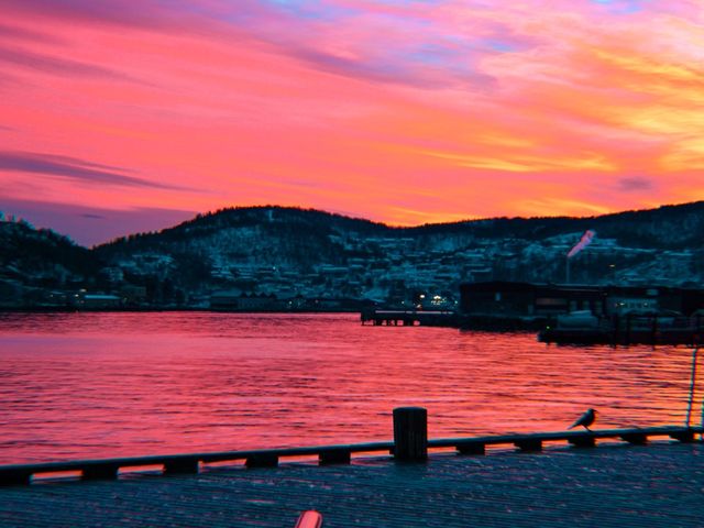 Hug a Walrus in Narvik 