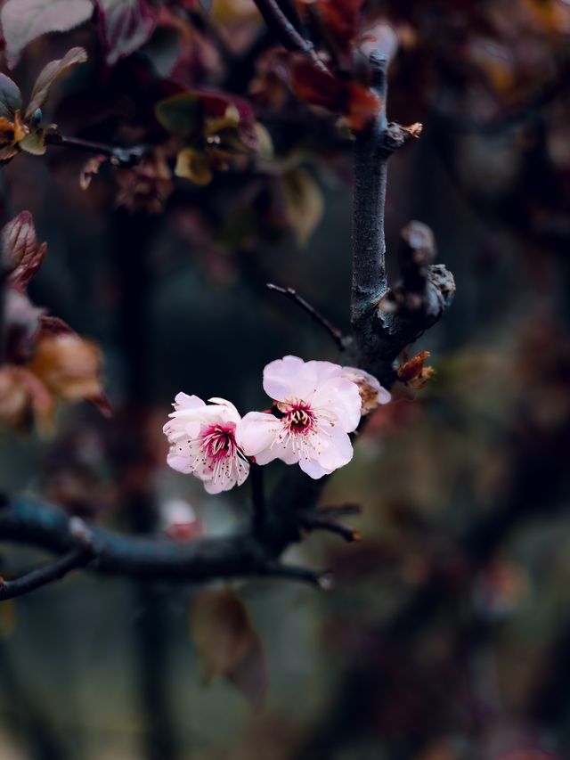 Chaoshan - A Lovely Scenic Spring Spot ⛰️🌸