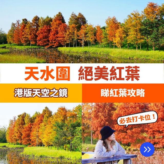 天水圍絕美紅葉🍁