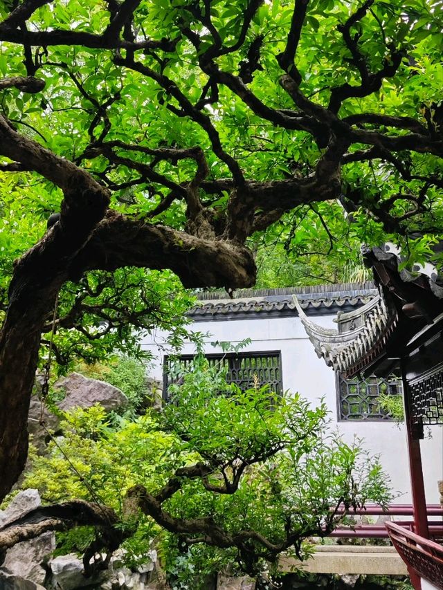 The Crown of Beauty in Southeast China