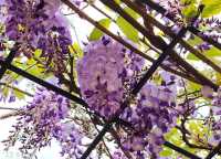 Hong Kong Flower Appreciation | Beautiful blooming of Wisteria at Shenzhen's Qingkuai Tang