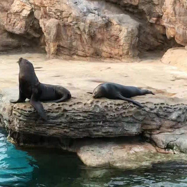 打卡珠海長隆海洋王國