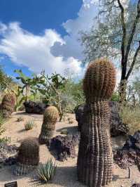 Las Vegas - Cactus Botanical Garden