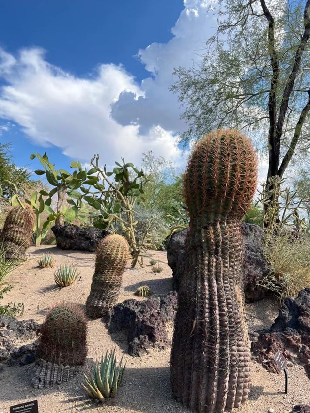 Las Vegas - Cactus Botanical Garden