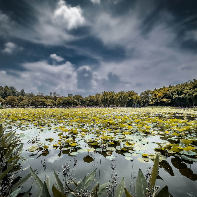 Kunming’s Green Wonder!