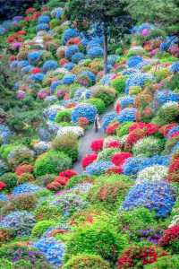 The flowers in Ome City, Tokyo have bloomed. Are you not moved?