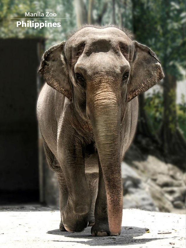 Family outing at Manila Zoo 🐘