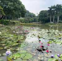 南寧市人民公園|周末相約睡蓮展