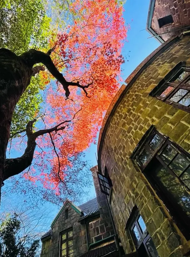 為了這顆800年的紅楓來了一趟莫幹山