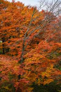 初次見旺蒼，是鹽井河峽谷的紅葉季秋日童話