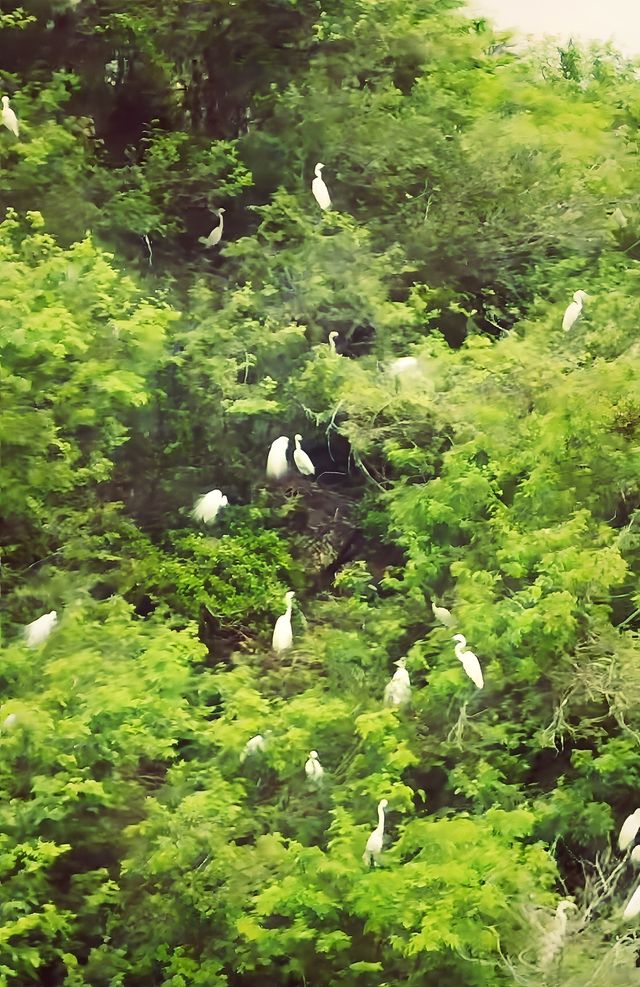 邂逅自然之美——海豐縣大湖鎮濕地公園