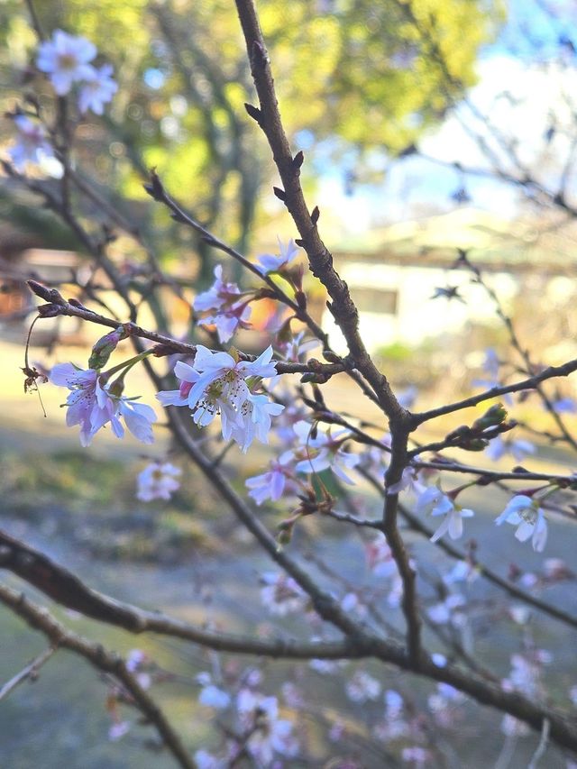 【平野神社·十月櫻·2024】