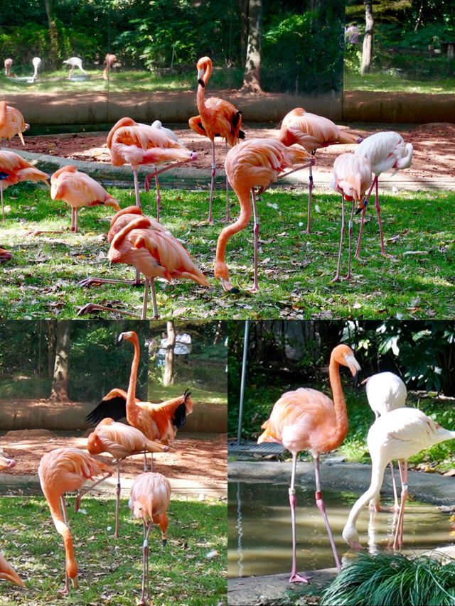 性價比超級高的地方|上海動物園