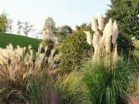 請收下這篇：辰山植物園遊園指南