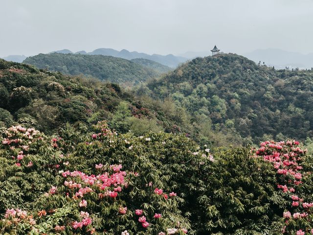 畢節百里杜鵑，又被稱為“世界上最大的天然花園”，享有“地球彩帶、世界花園”之美譽，每年花期（3-5月，其中3月底到4月初是最佳觀賞時間）各種杜鵑花競相怒放，漫山遍野，五彩繽紛，看上去就像一片天然的杜鵑花海