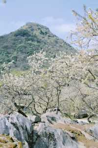 這裡的李花花海好壯觀一起去賞花啦