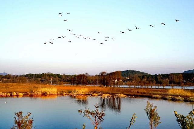 何以念湖，靜川通透頸鶴清