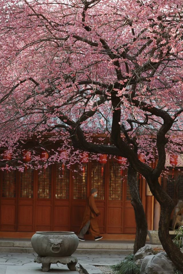 一樹花開，驚艷了整個江南的春天