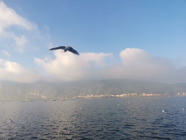 誰還沒有來昆明海埂大壩餵海鷗？