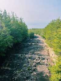 實時播報鹿兒島火山口的路已封