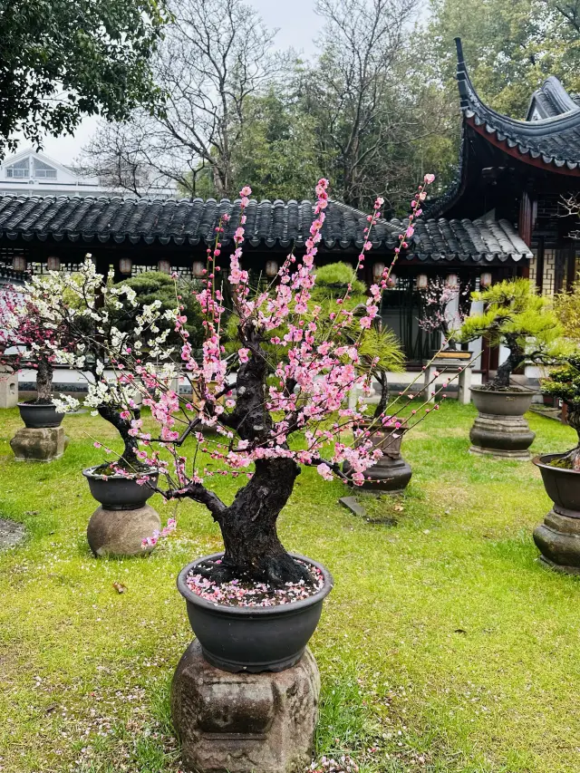 Visiting the plum blossoms at Guyi Garden