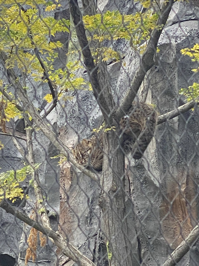 在武漢·武漢動物園新手入園攻