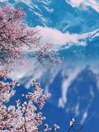 林芝：雪域高原上的桃花仙境