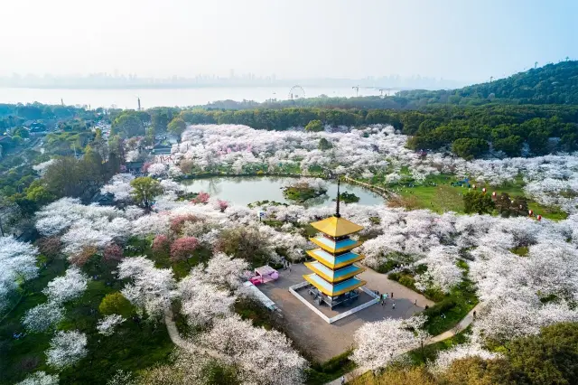 외지 관광객이 우한에 와서 벚꽃을 구경하려면 이 두 곳만 가면 된다